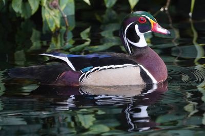 Male wood duck