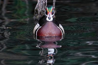 Male wood duck
