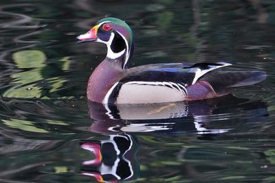 Male wood duck