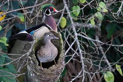 Wood ducks