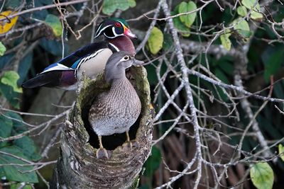 Wood ducks