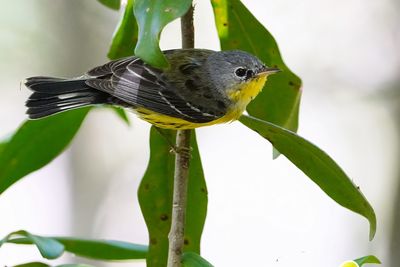 Magnolia warbler