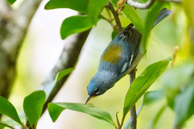 Northern parula