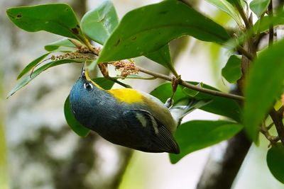 Northern parula