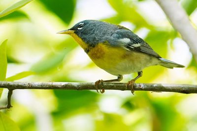 Northern parula