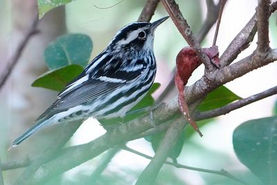 Black-and-white warbler