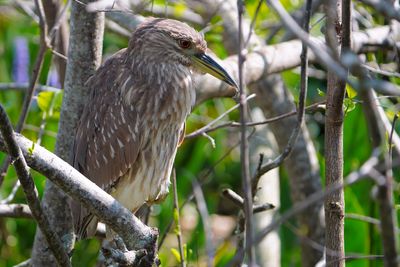 Juvenile black-crowned night heron