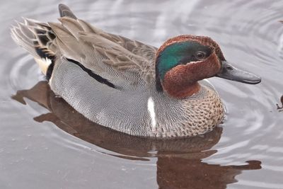 Male green-winged teal