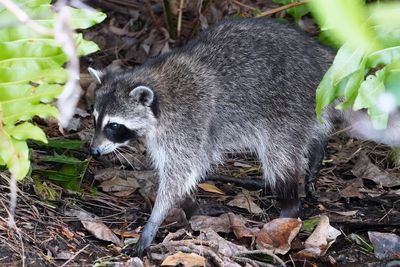 Juvenile raccoon