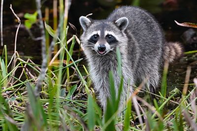Juvenile raccoon