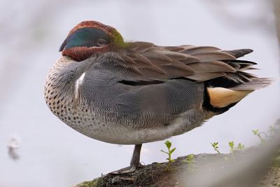 Green winged teal male trying to nap