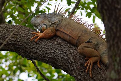 Male green iguana in a tree