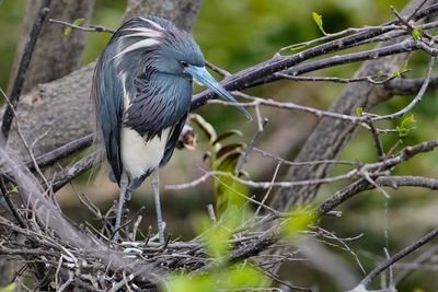 Tricolored heron with eggs
