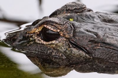 Boardwalk reflection in a gator's eye