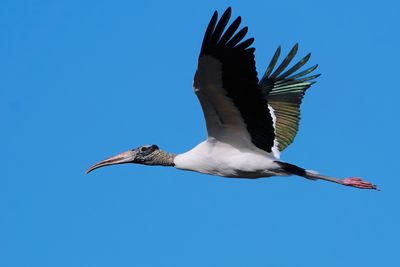 Wood stork in flight