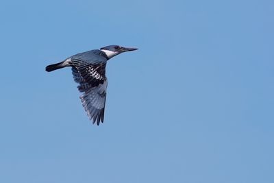 Belted kingfisher in flight