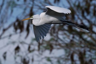 Great egret in flight