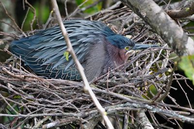 Green heron sitting on a nest