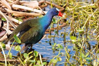 Purple gallinule