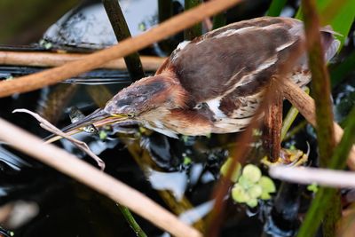 Least bittern with a fish