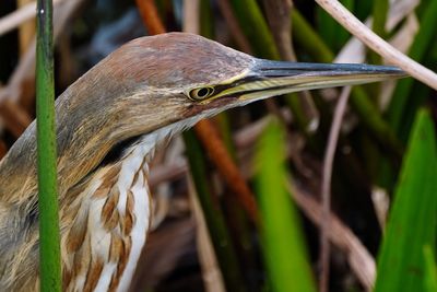 American bittern closeup
