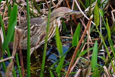 American bittern