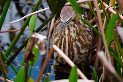 American bittern head-on