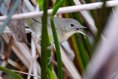 Common yellowthroat eating a damselfly