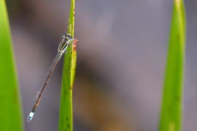 Damselfly