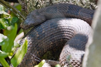 Brown water snake