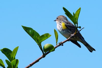 Yellow-rumped warbler