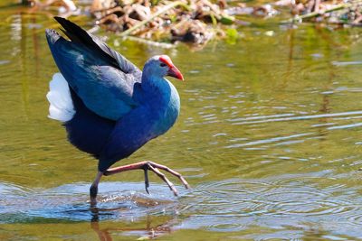 Grey-headed swamphen in threat pose
