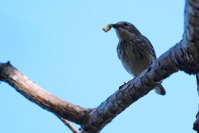 Yellow-rumped warbler with caterpillar