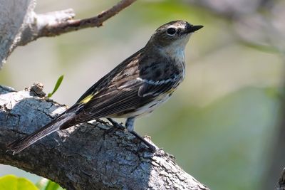 Yellow-rumped warbler