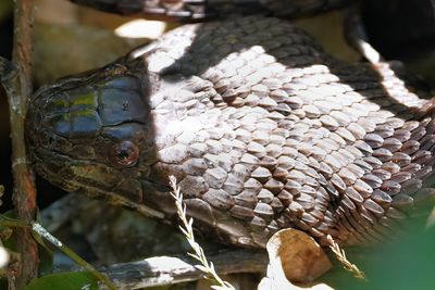 Brown water snake closeup