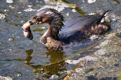 Pied-billed grebe with a meal