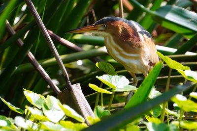 Male least bittern in breeding colors