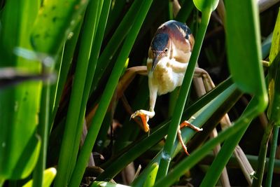 Male least bittern stepping through the reeds