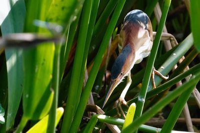 Male least bittern in breeding colors