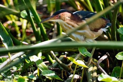 Male least bittern in breeding colors