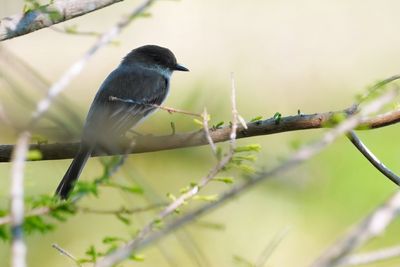 Eastern phoebe