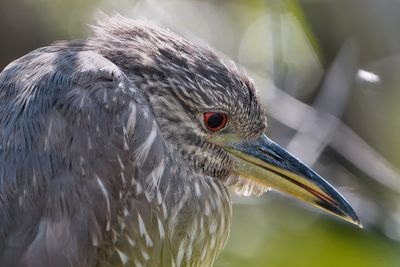 Juvenile black-crowned night heron closeup