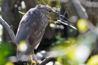 Juvenile black-crowned night heron yawning