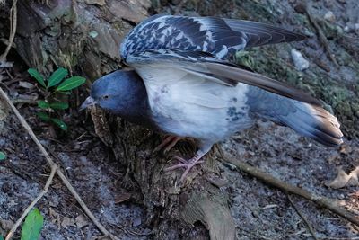 Juvenile pigeon