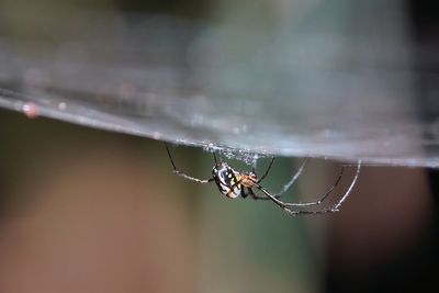 Orchard orbweaver spider on its web