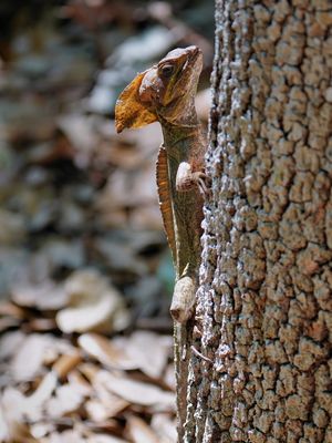 Basilisk lizard
