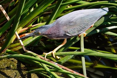 Green heron