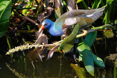 Purple gallinule