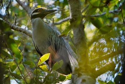 Yellow-crowned night heron