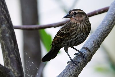 Female red-winged blackbird